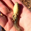 Bullfrog tadpole in transition