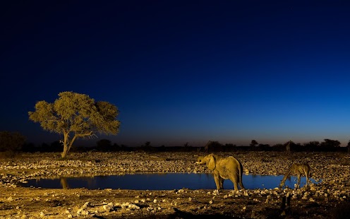 Elephant Wallpaper Screenshots 5
