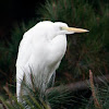 Garza Blanca / Great Egret
