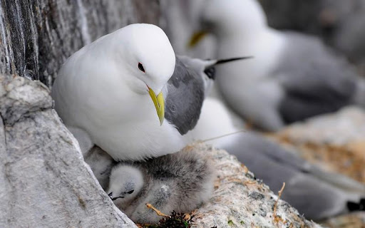 Seagull Bird HD Wallpaper