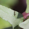 Typhlocybine Leafhopper