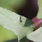 Typhlocybine Leafhopper