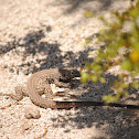 Great Basin  Whiptail