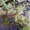 Dark Spotted Frog