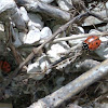 Convergent ladybug