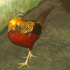 Golden Pheasant 