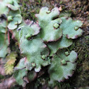 Narrow Mushroom-headed Liverwort