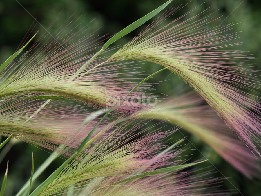 Stro by Ólafur Ingi Ólafsson - Nature Up Close Leaves & Grasses