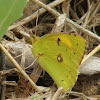 Dark clouded yellow