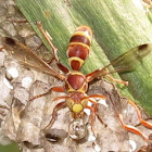 Tropical Paper Wasp