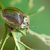 Wild Olive tortoise leaf beetle (pupa and adult)