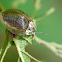 Wild Olive tortoise leaf beetle (pupa and adult)