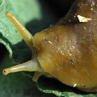 Banana Slug