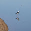 Cigüeñuela común. Black-winged Stilt