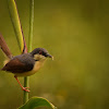 Ashy prinia