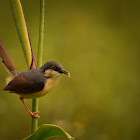 Ashy prinia