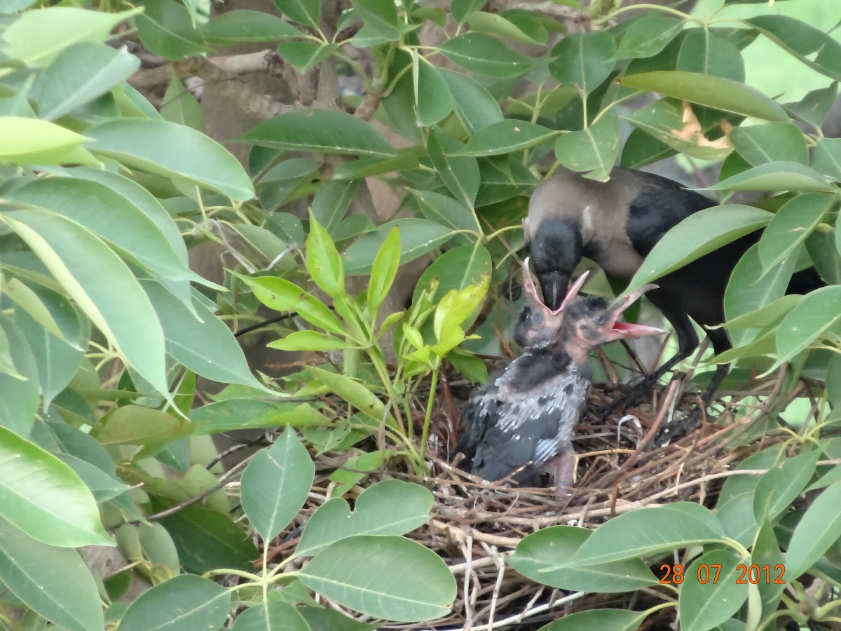 House Crow and nest