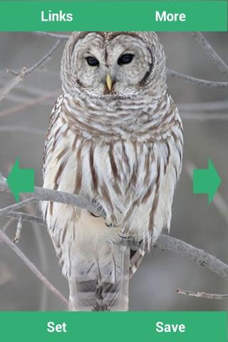 免費下載娛樂APP|Owls Wallpapers app開箱文|APP開箱王