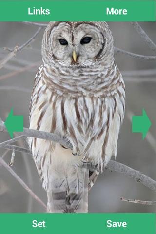 【免費娛樂App】Owls Wallpapers-APP點子