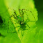 Green Lynx spider