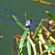 Blue Marsh Hawk