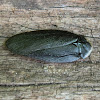 Laxta granicollis (♂)