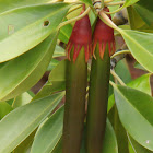 Large-leafed Mangrove, 木榄