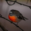 Scarlet robin