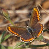 Spanish Brown Argus