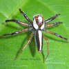 Two striped jumping spider(male)