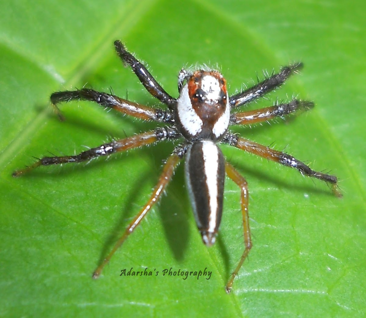 Two striped jumping spider(male)