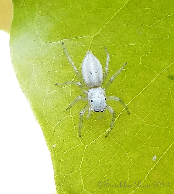 Small white jumping spider
