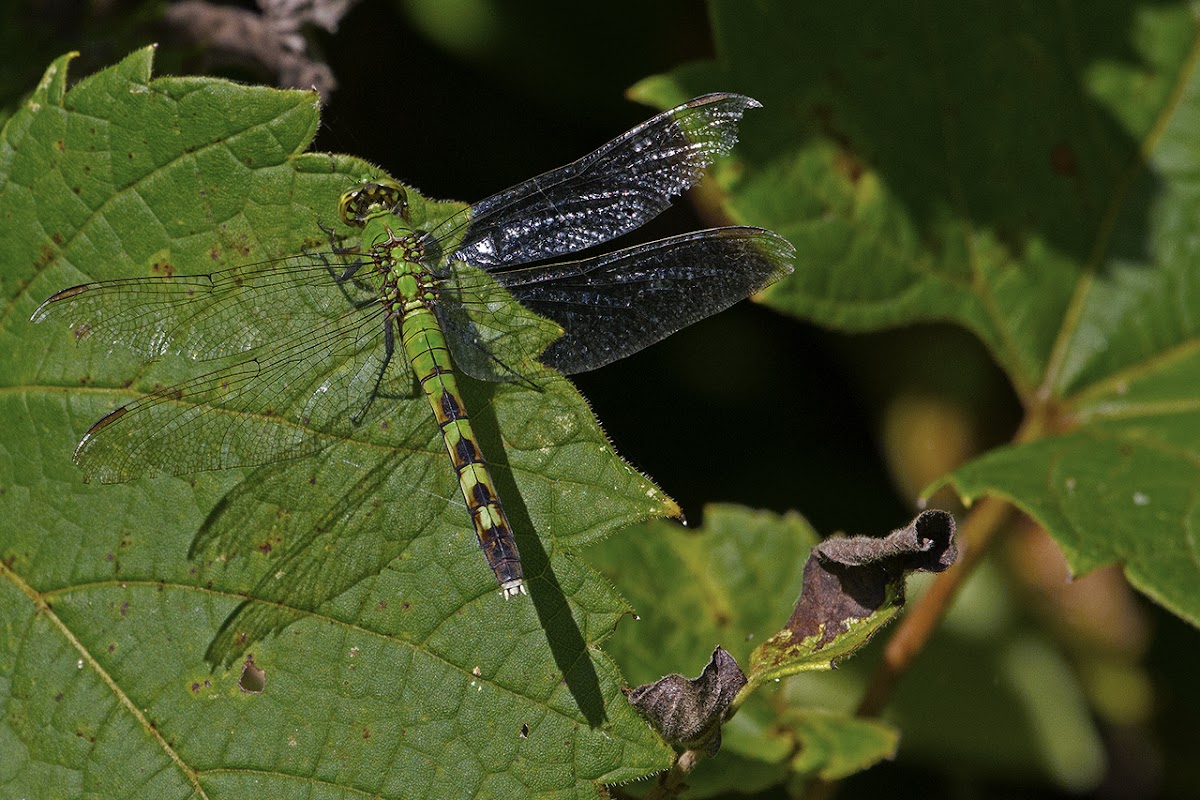 Eastern Pondhawk (female)