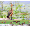 Lesser Whistling Duck