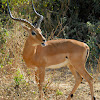 Impala; Swahili - Swala pala