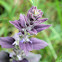 Alpine bartsia