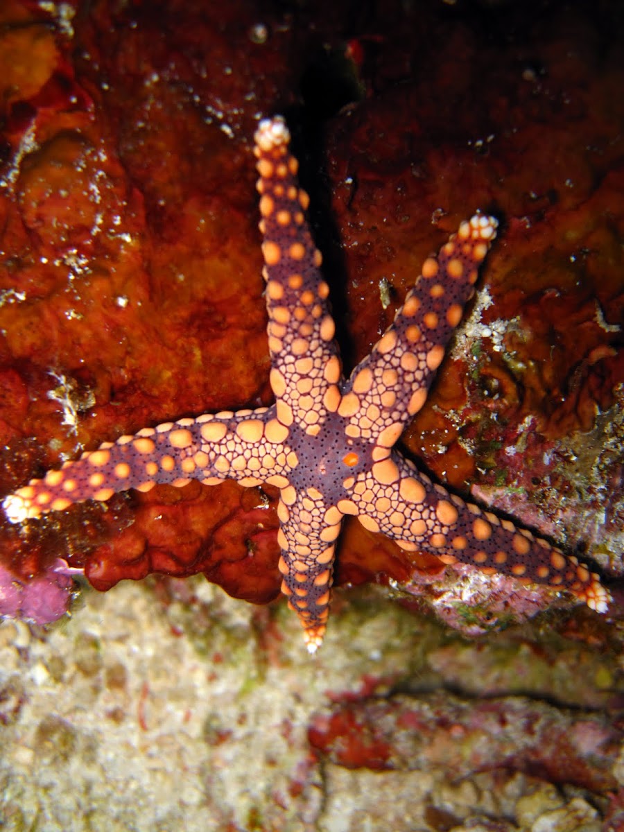 Peppermint Starfish