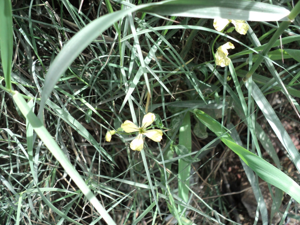 Eruca Vesicaria Efloraofindia