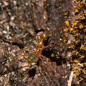 Weaver Ants