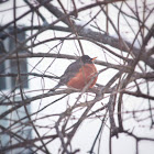 American Robin