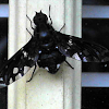 Fly - Tiger Bee Fly