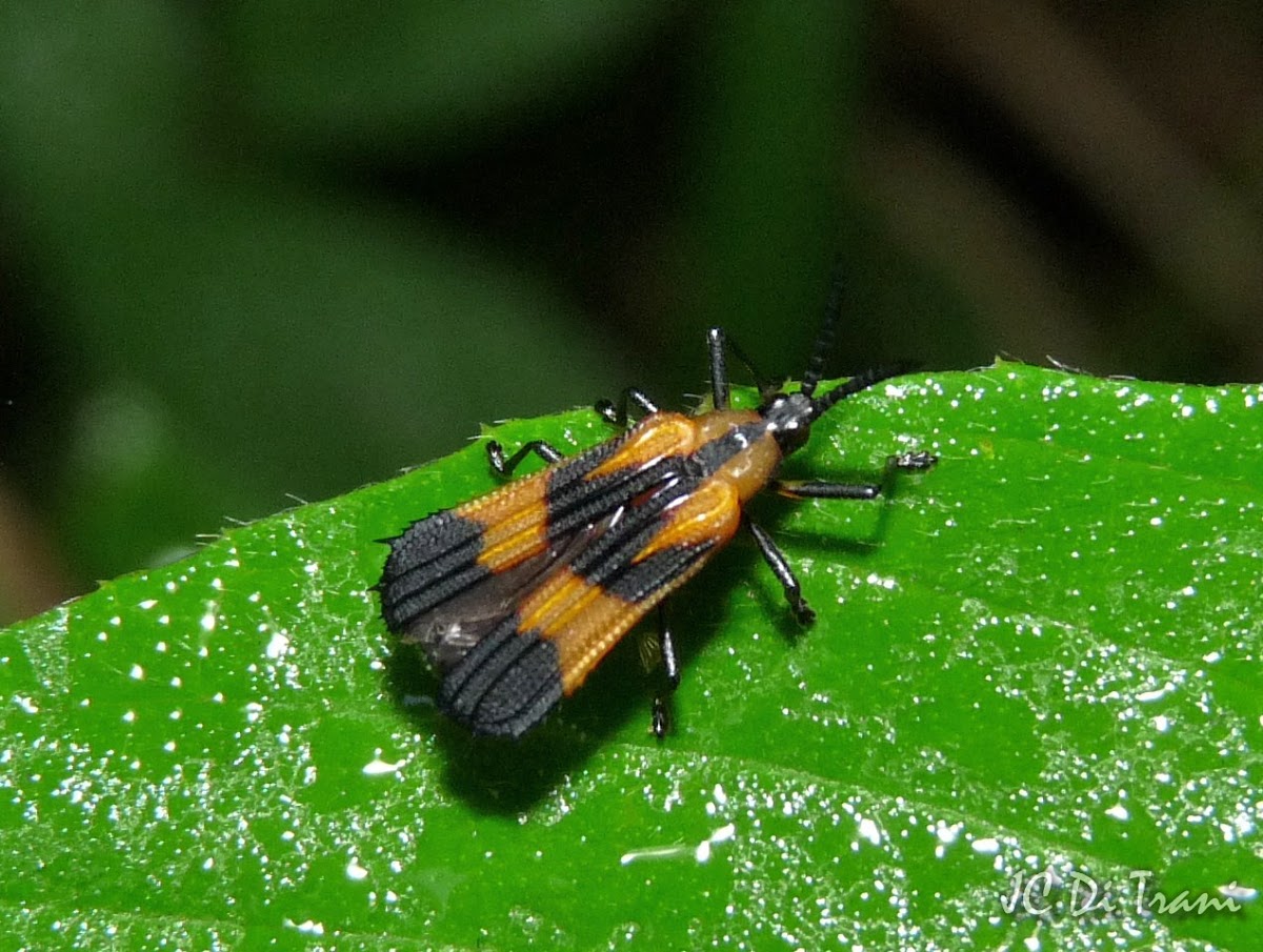 Hispinae beetle