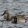 Blue-winged Teal Ducks (pair)