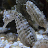 Pot bellied seahorse