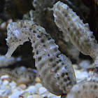 Pot bellied seahorse