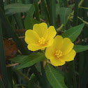 large-flower primrose-willow