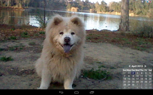 Chow Chow Calendar