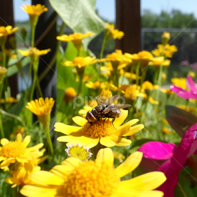 Stopping to smell the flowers! by Linda Hackney - Nature Up Close Gardens & Produce