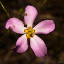 Large-flower Sabatia