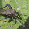 Helmeted Squash Bug